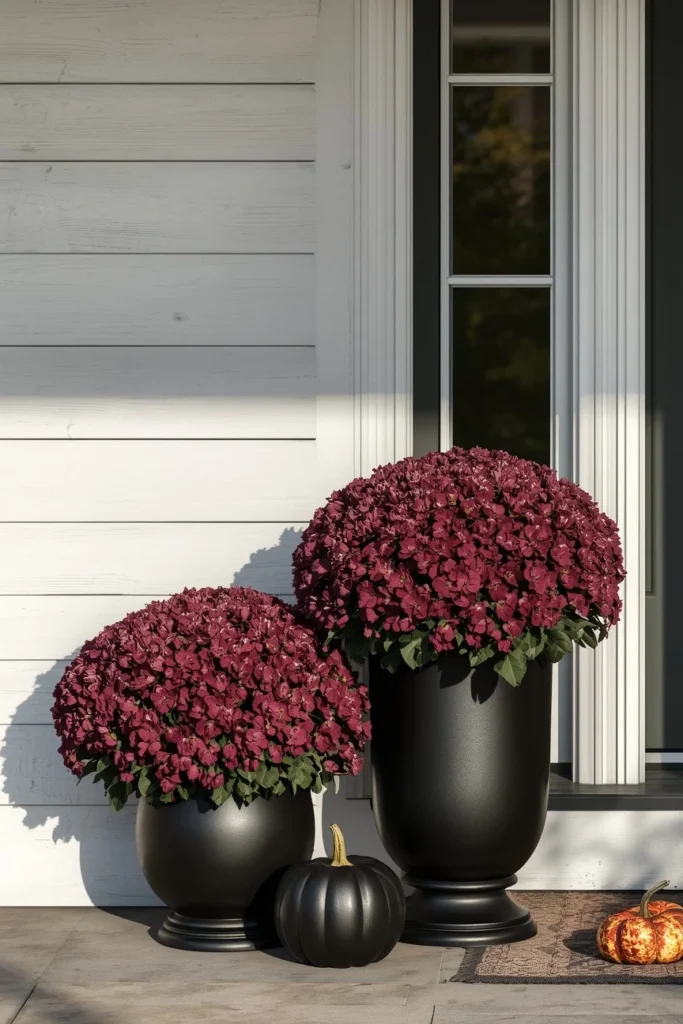  front porch, featuring deep purple and wine-toned mums in matte black planters, 